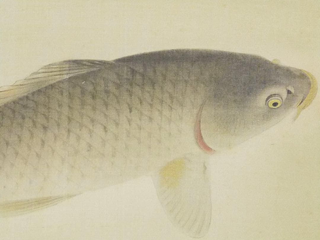 ♥【模写】　掛軸　菱田春草　遊鯉図　桐箱付き　掛け軸　骨董品