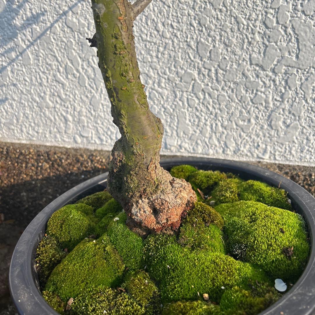 雲竜梅　　　高さ約1.1メートル