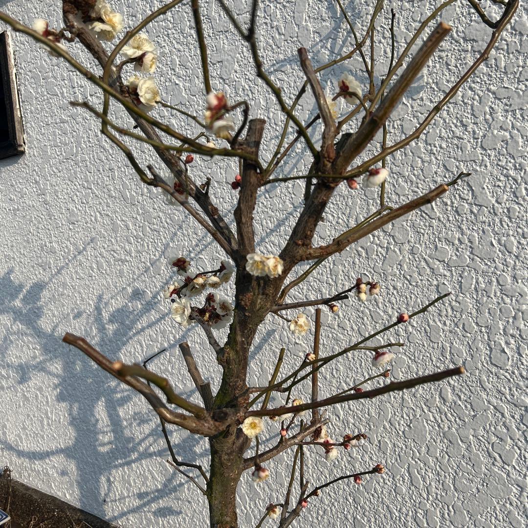 雲竜梅　　　高さ約1.1メートル