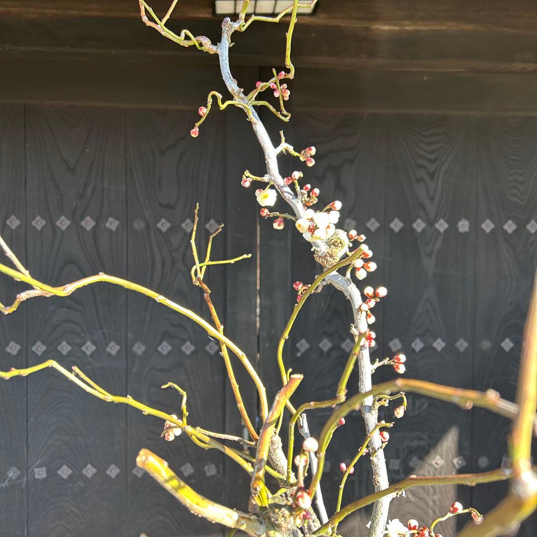 雲竜梅　　　高さ約1.1メートル