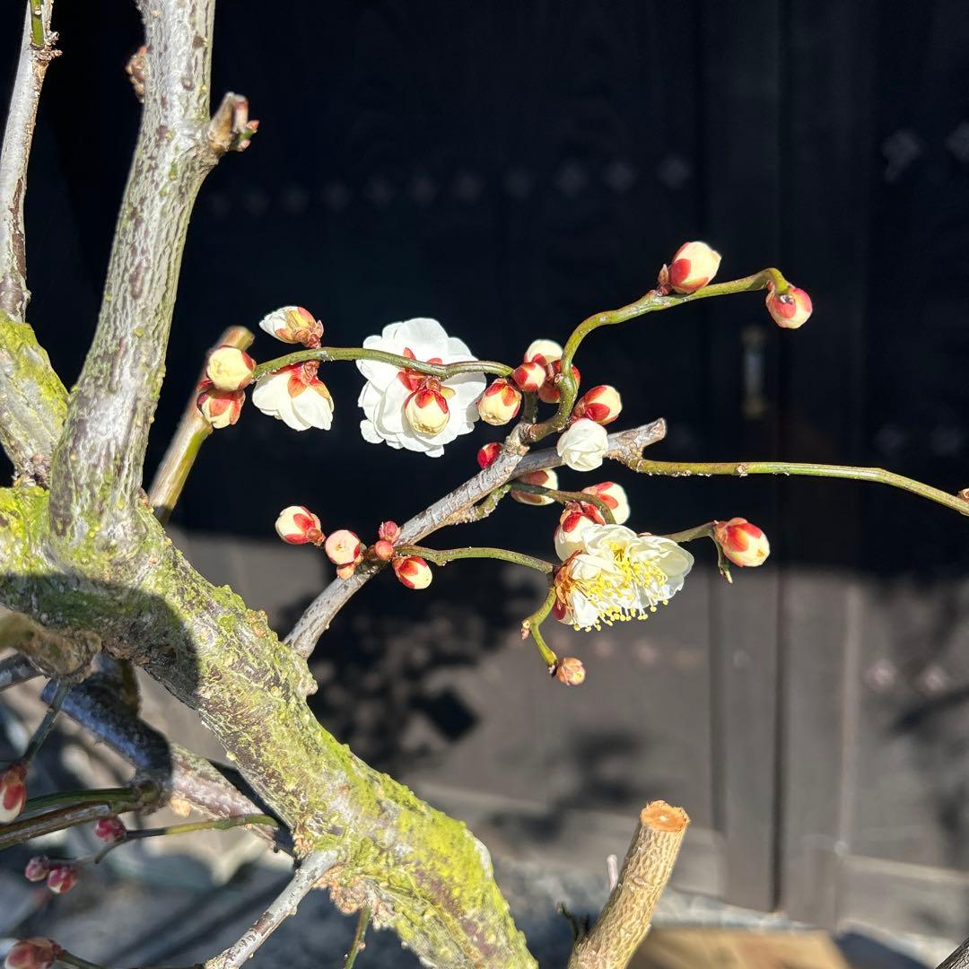 雲竜梅　　　高さ約1.1メートル