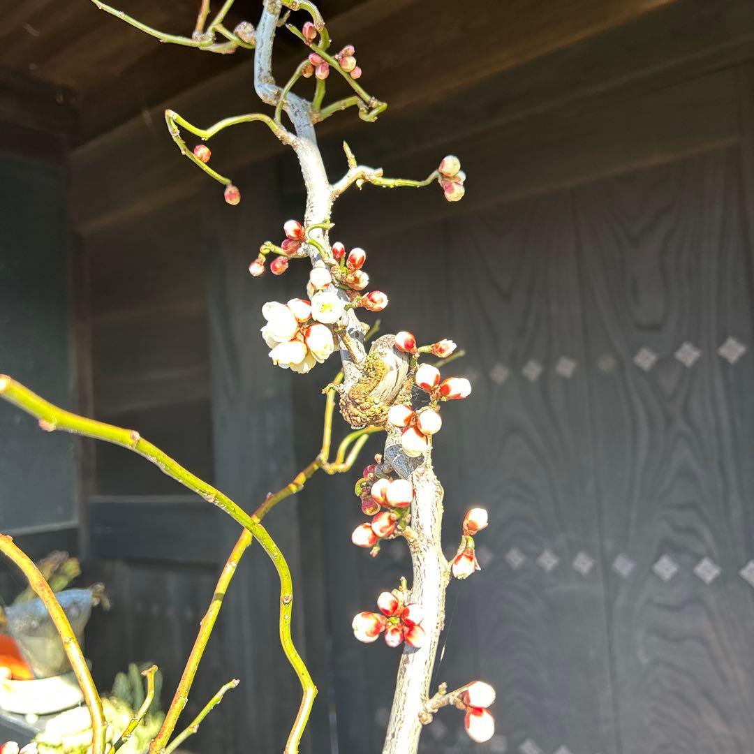 雲竜梅　　　高さ約1.1メートル