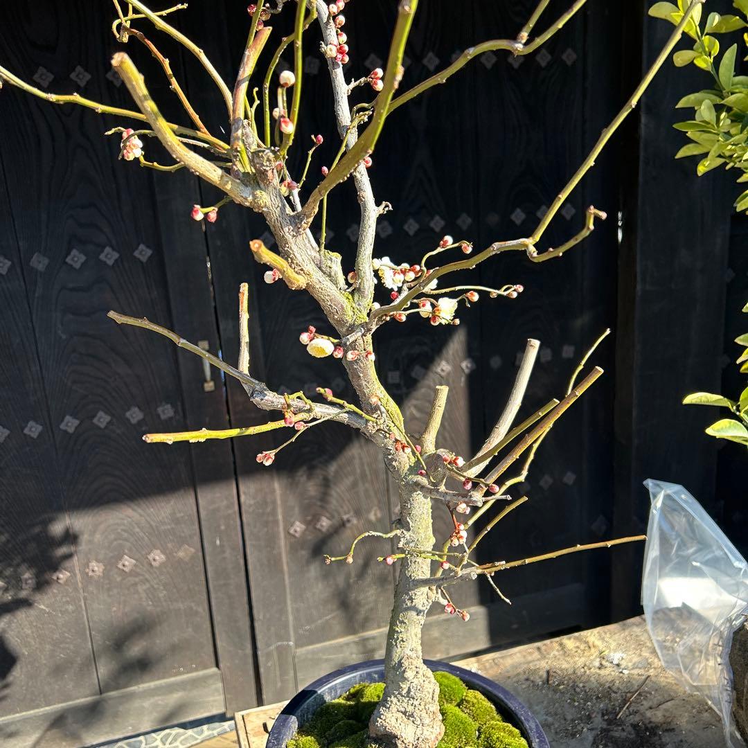 雲竜梅　　　高さ約1.1メートル