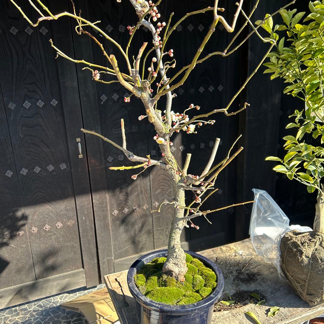 雲竜梅　　　高さ約1.1メートル