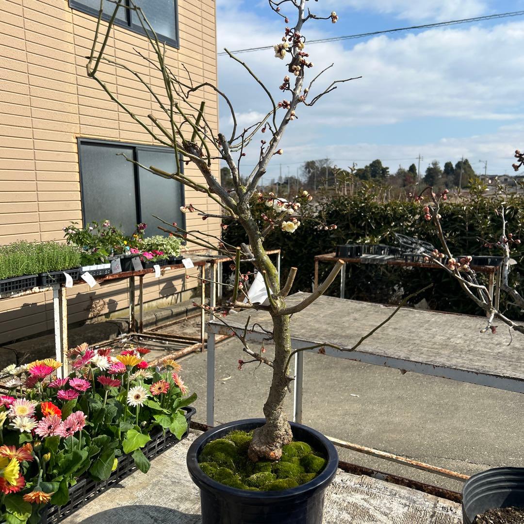 雲竜梅　　　高さ約1.1メートル