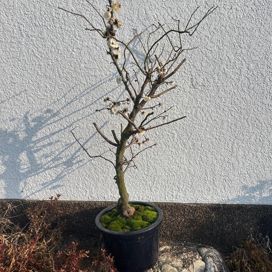 雲竜梅　　　高さ約1.1メートル