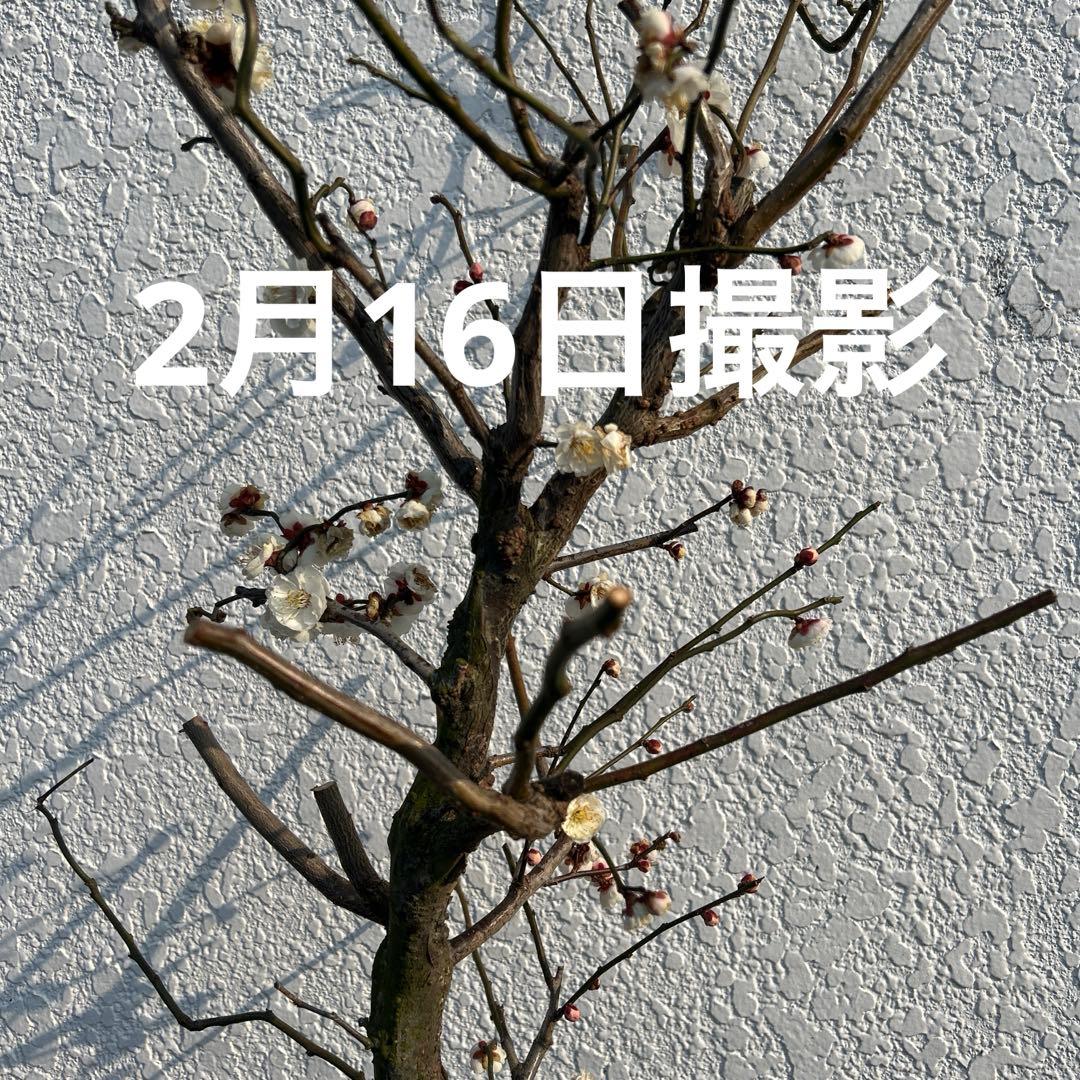 雲竜梅　　　高さ約1.1メートル