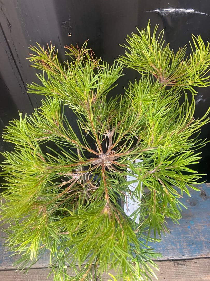 希少人気 バンクシア バースデーキャンドル　オージープランツ ネイティブプランツ