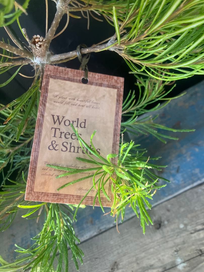 希少人気 バンクシア バースデーキャンドル　オージープランツ ネイティブプランツ