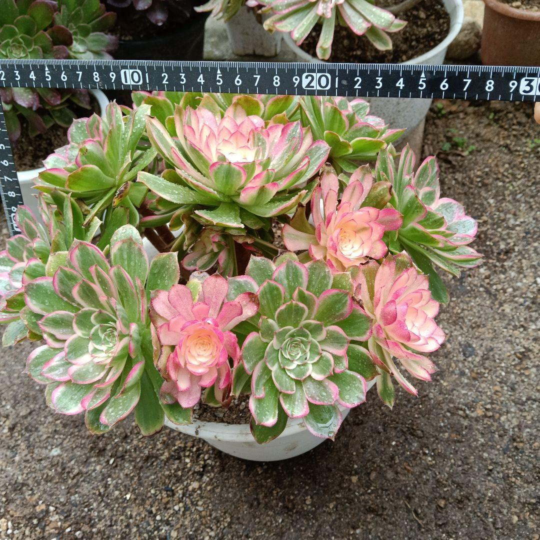 アエオニウム　抜き苗萬紫千紅群生6999