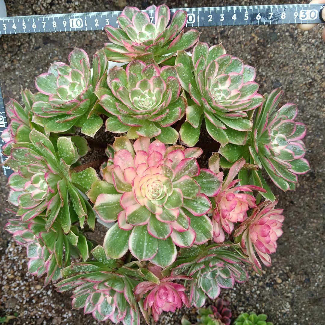 アエオニウム　抜き苗萬紫千紅群生6999