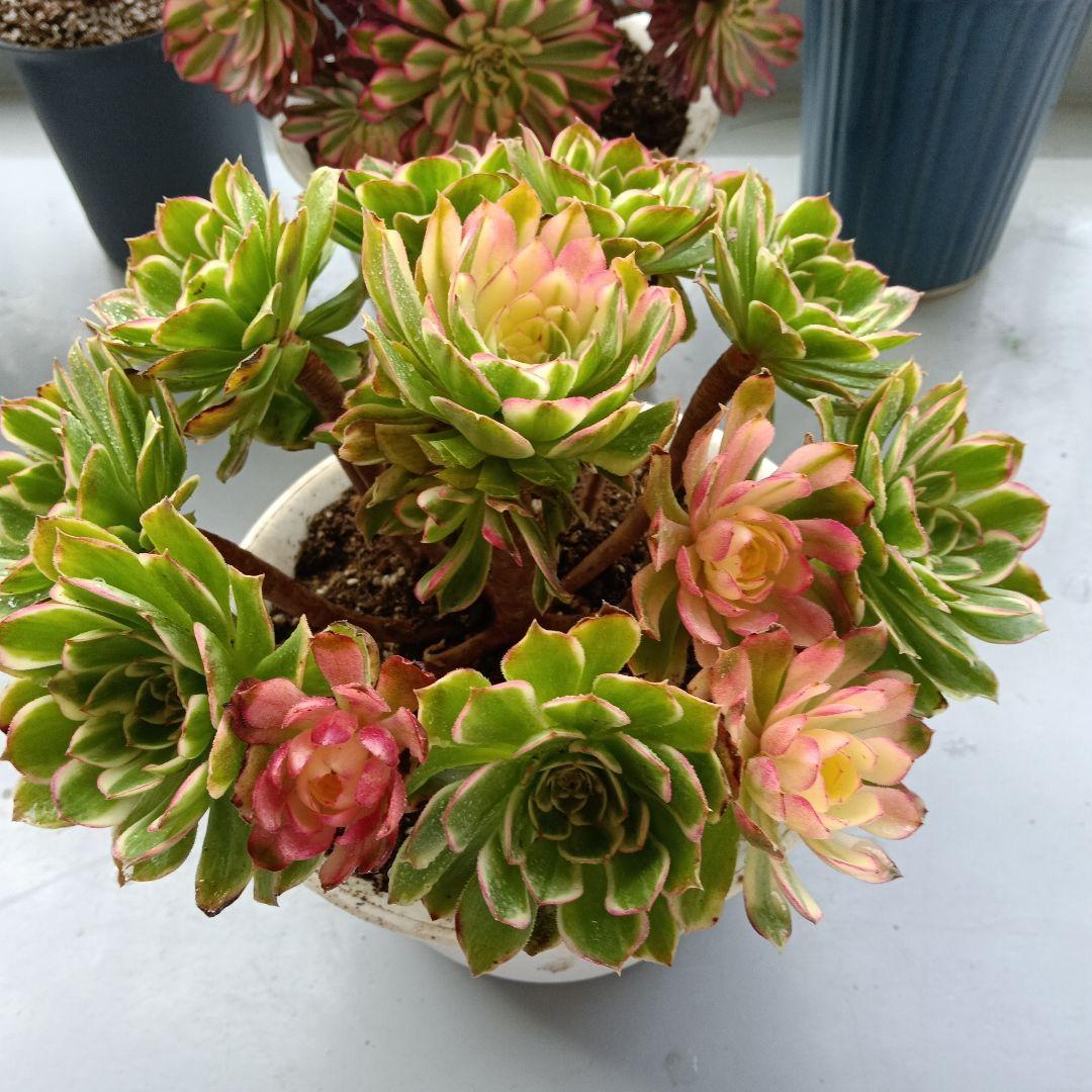 アエオニウム　抜き苗萬紫千紅群生6999