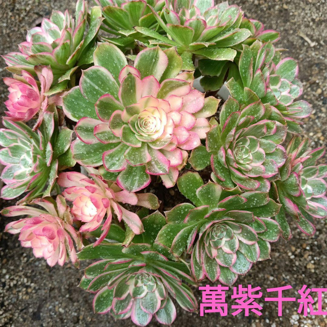 アエオニウム　抜き苗萬紫千紅群生6999