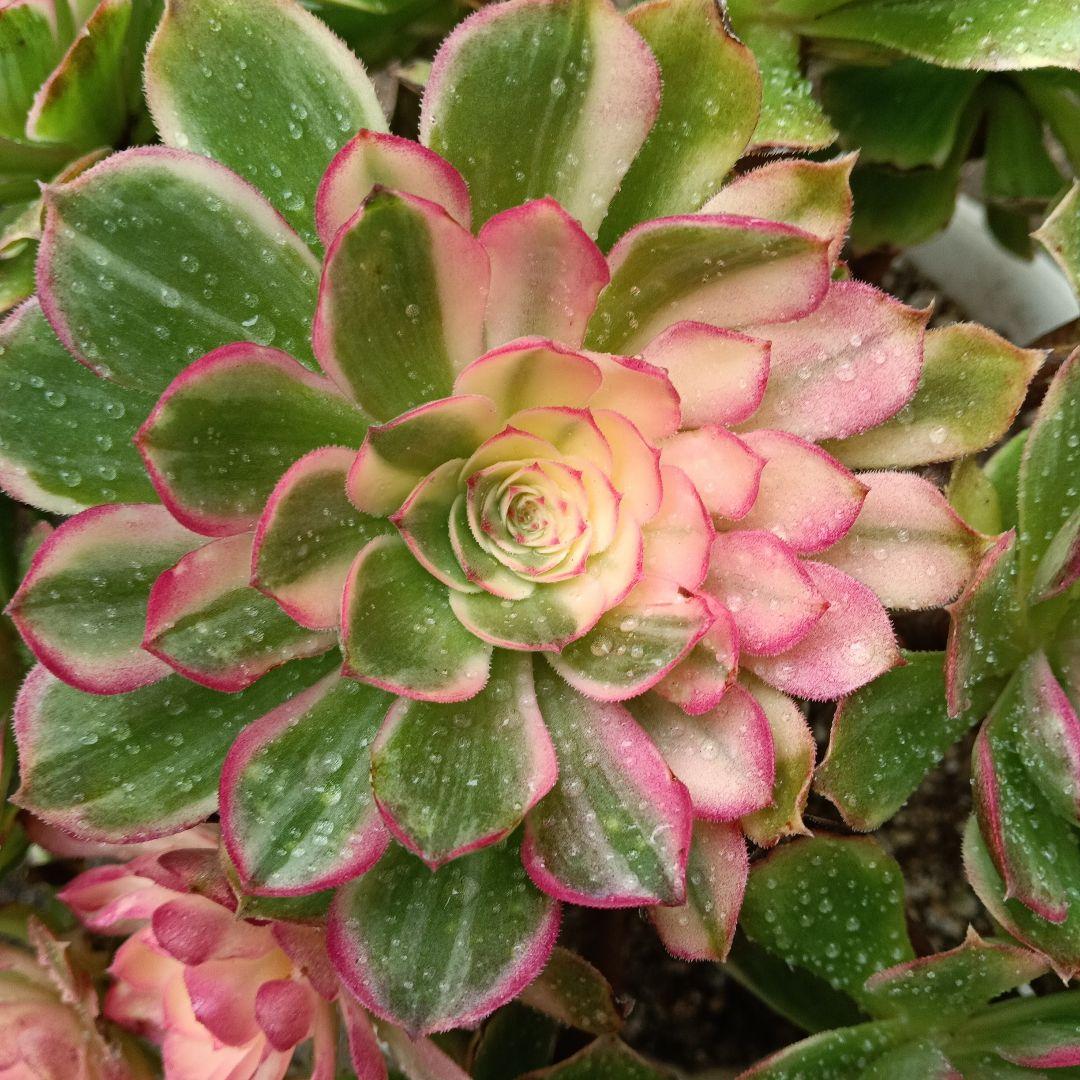 アエオニウム　抜き苗萬紫千紅群生6999