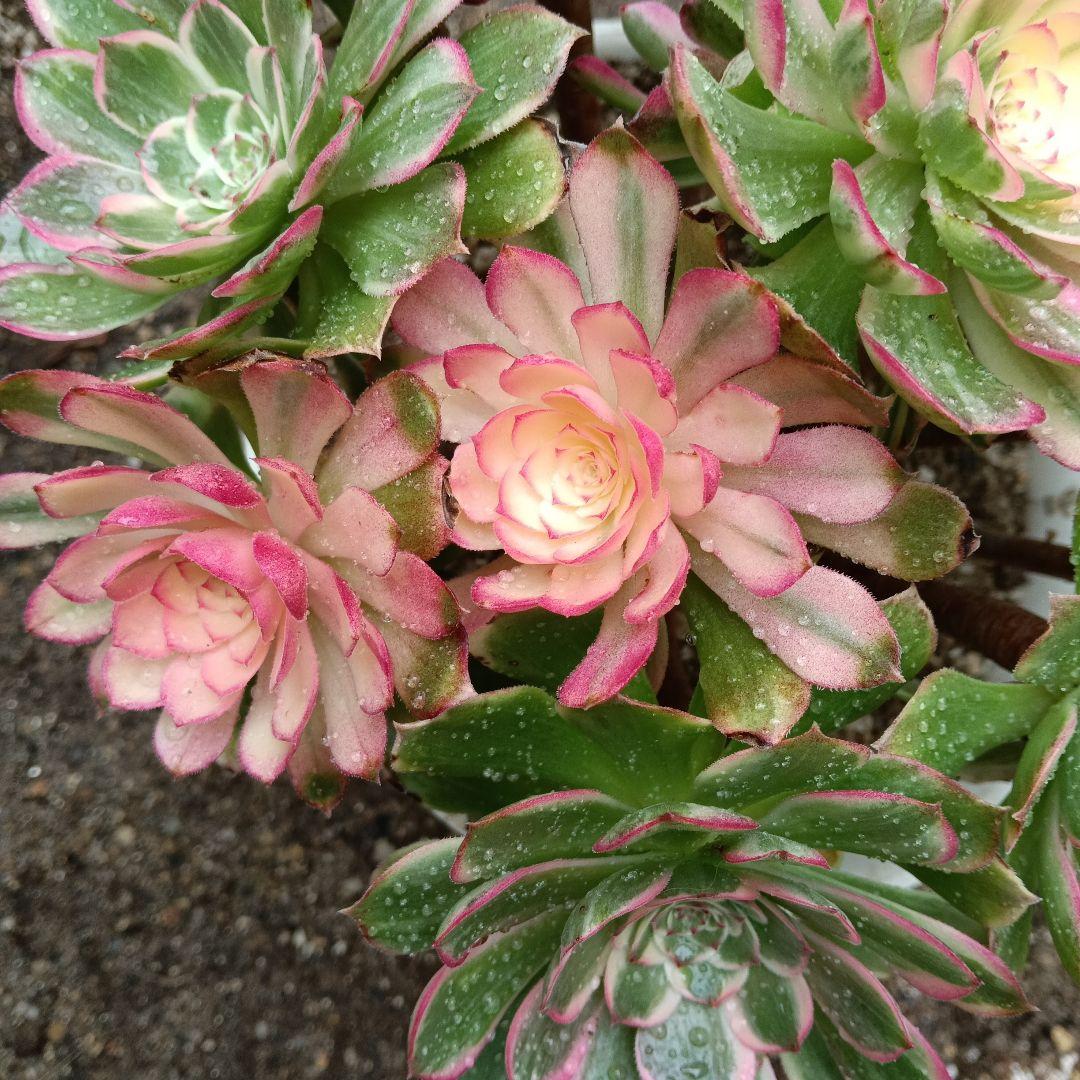 アエオニウム　抜き苗萬紫千紅群生6999