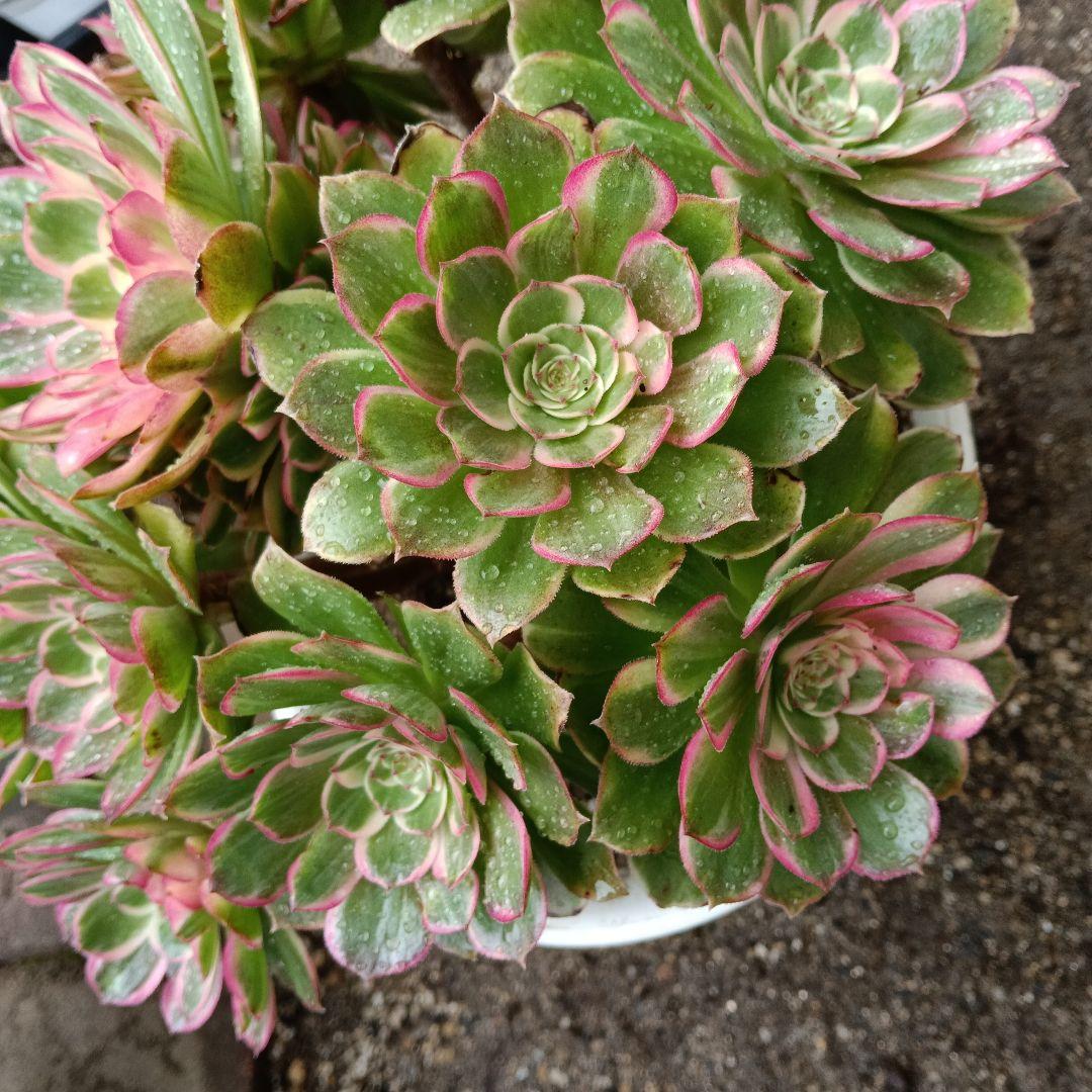 アエオニウム　抜き苗萬紫千紅群生6999