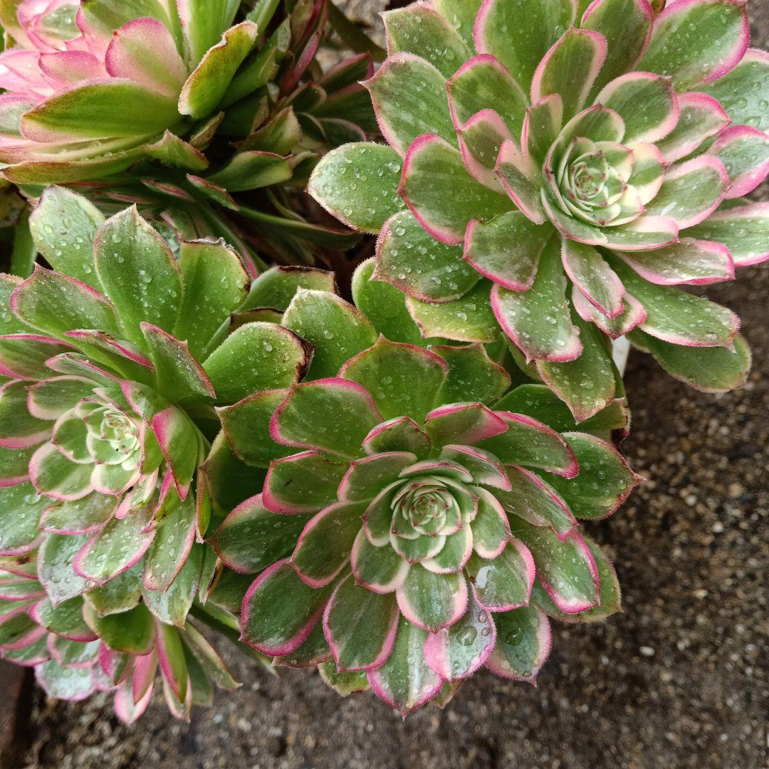 アエオニウム　抜き苗萬紫千紅群生6999