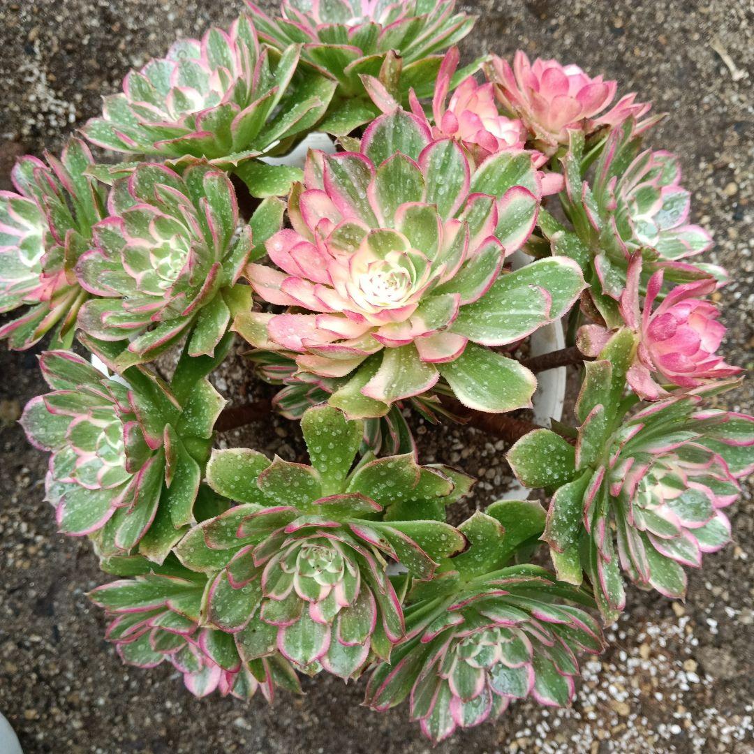 アエオニウム　抜き苗萬紫千紅群生6999