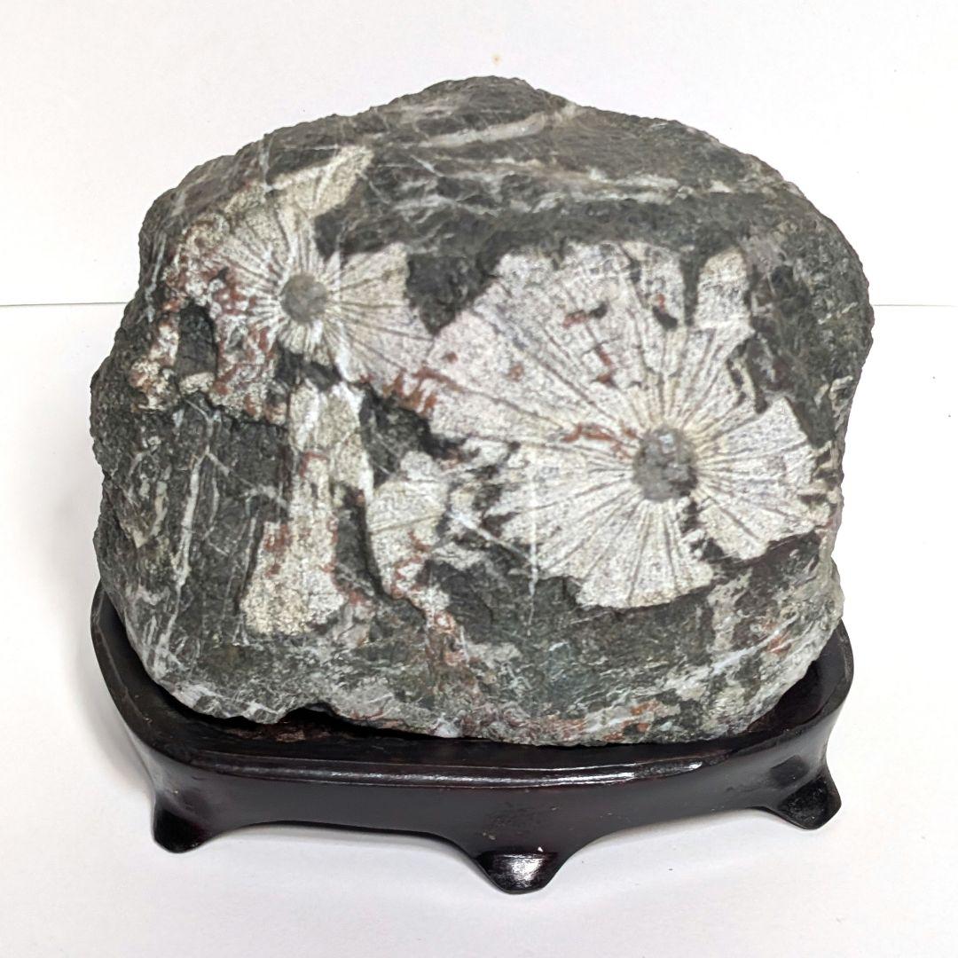 菊花石　鑑賞石　天然石　オブジェ　置物