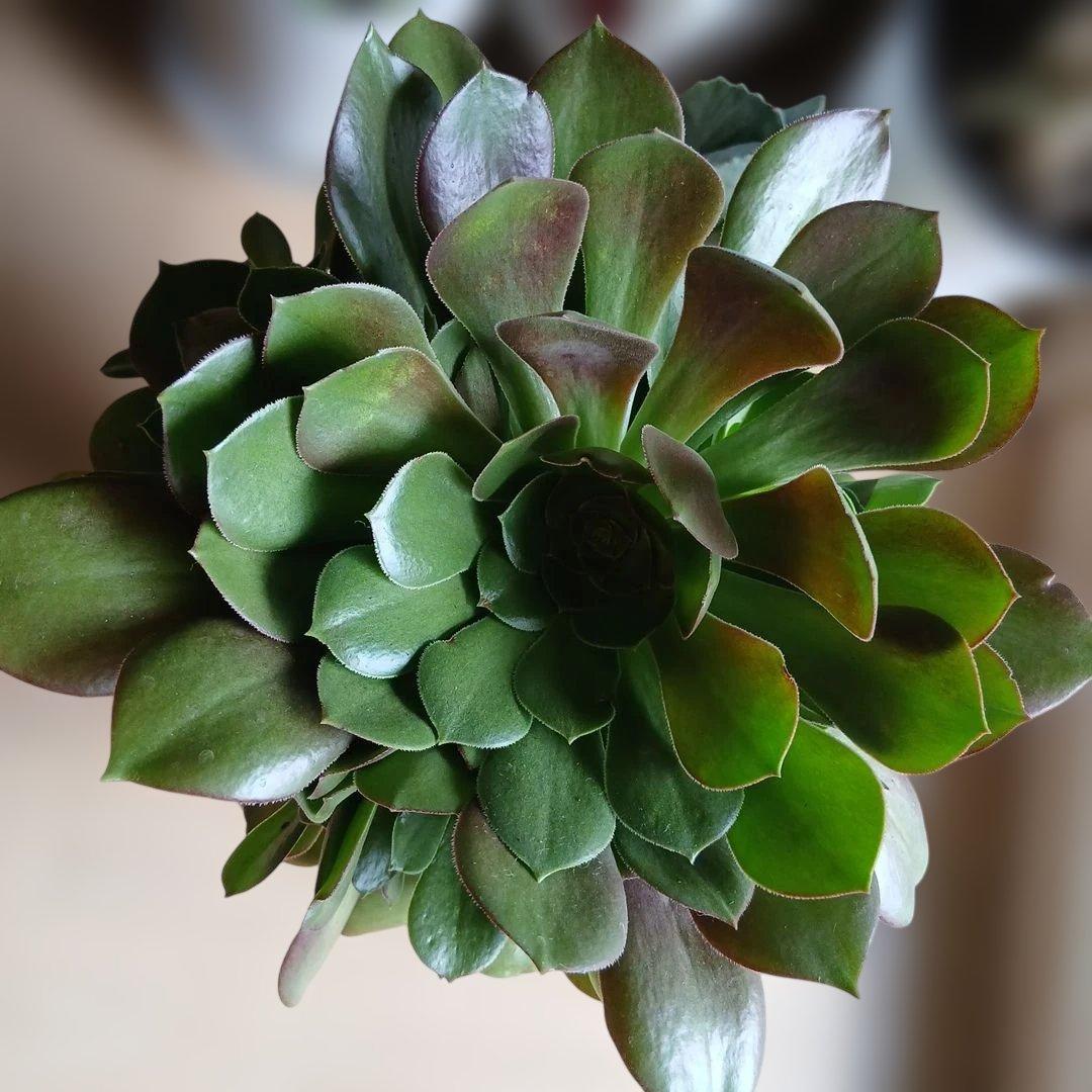 多肉植物　アエオニウム 緑法師　大株多頭　 このままメルカリ便発送予定です