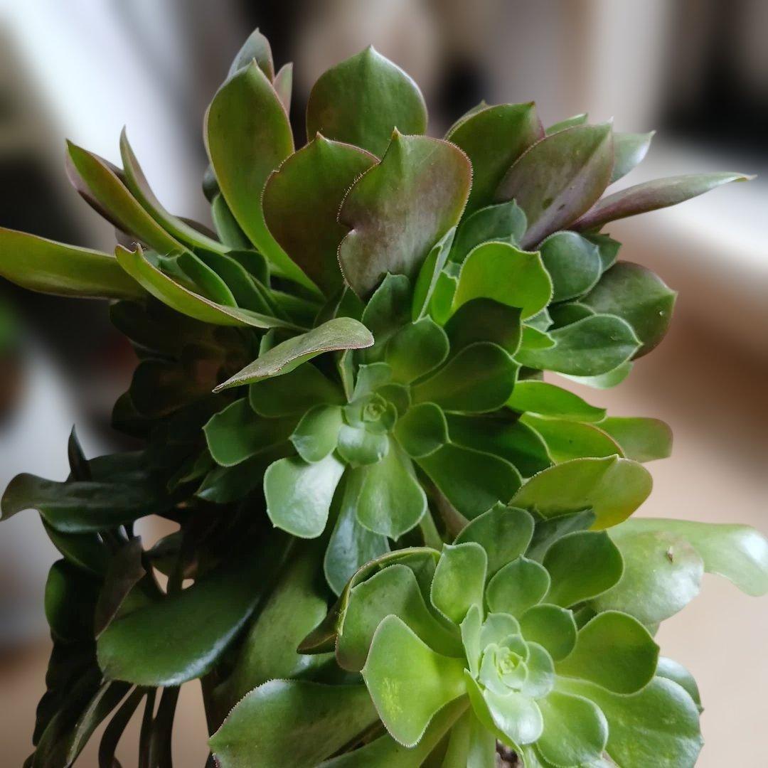 多肉植物　アエオニウム 緑法師　大株多頭　 このままメルカリ便発送予定です