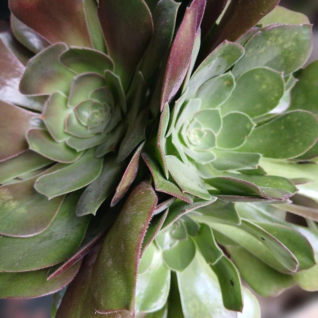 多肉植物　アエオニウム 緑法師　大株多頭　 このままメルカリ便発送予定です