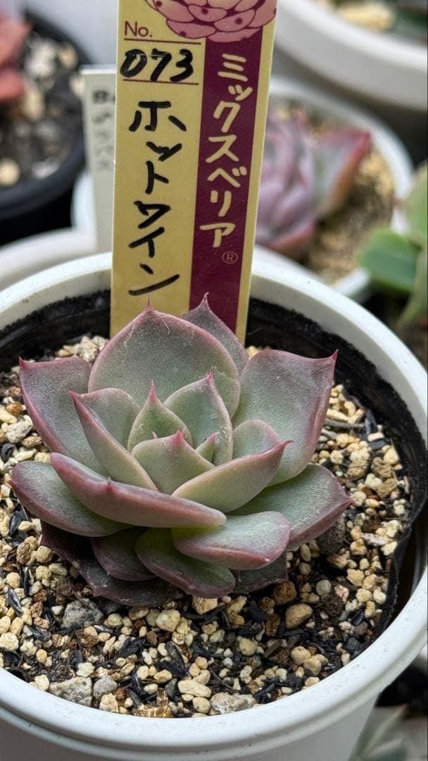 多肉植物　ミックスベリア　073 ホットワイン　札付き