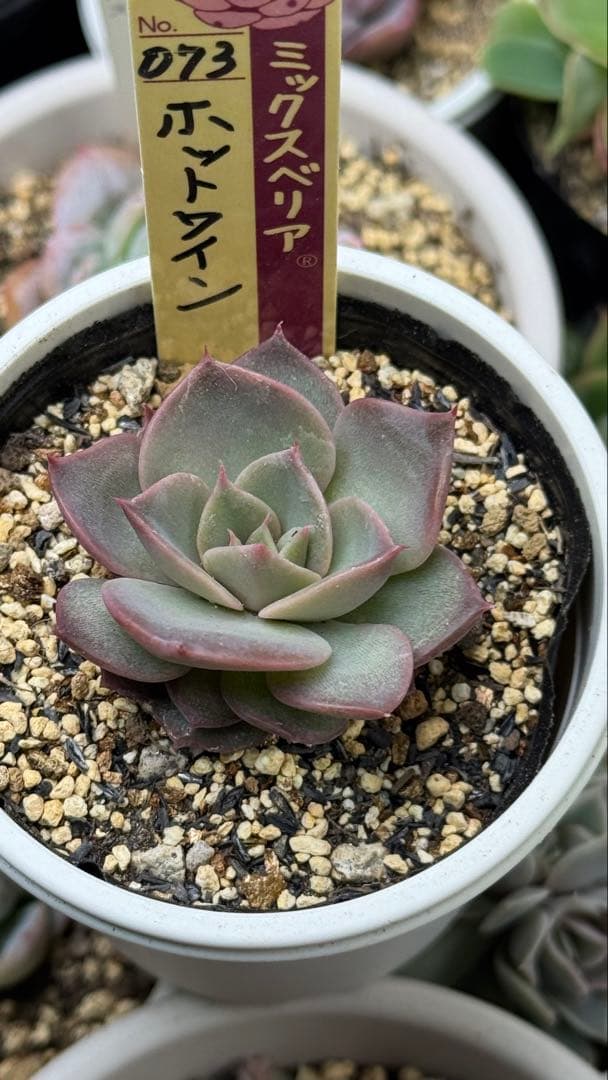 多肉植物　ミックスベリア　073 ホットワイン　札付き