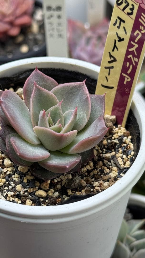 多肉植物　ミックスベリア　073 ホットワイン　札付き