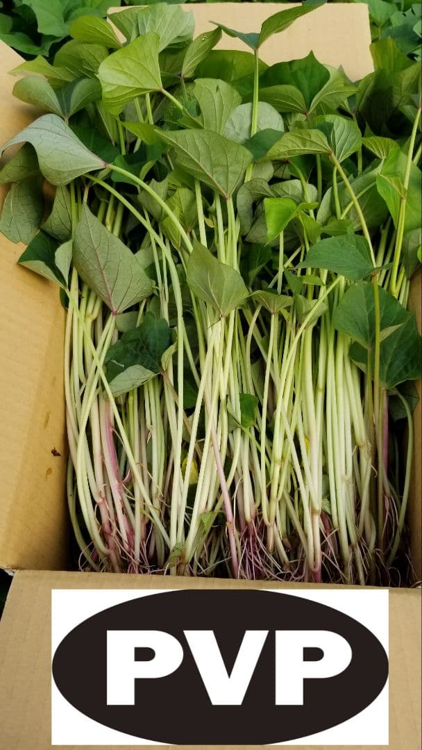 100本3月下旬発送分茨城県産紅はるかさつまいも苗ウイルスフリー