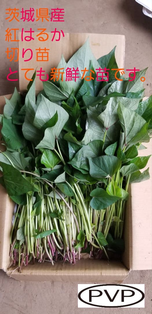 100本3月下旬発送分茨城県産紅はるかさつまいも苗ウイルスフリー