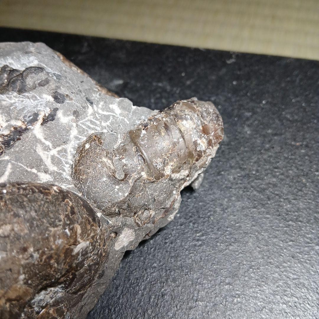 北海道産白亜紀集合化石