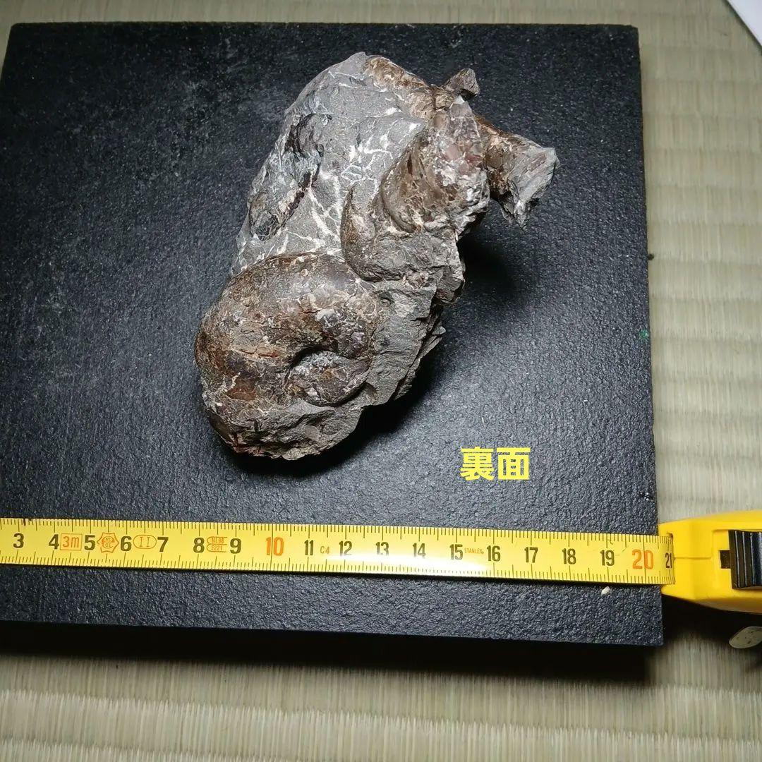 北海道産白亜紀集合化石