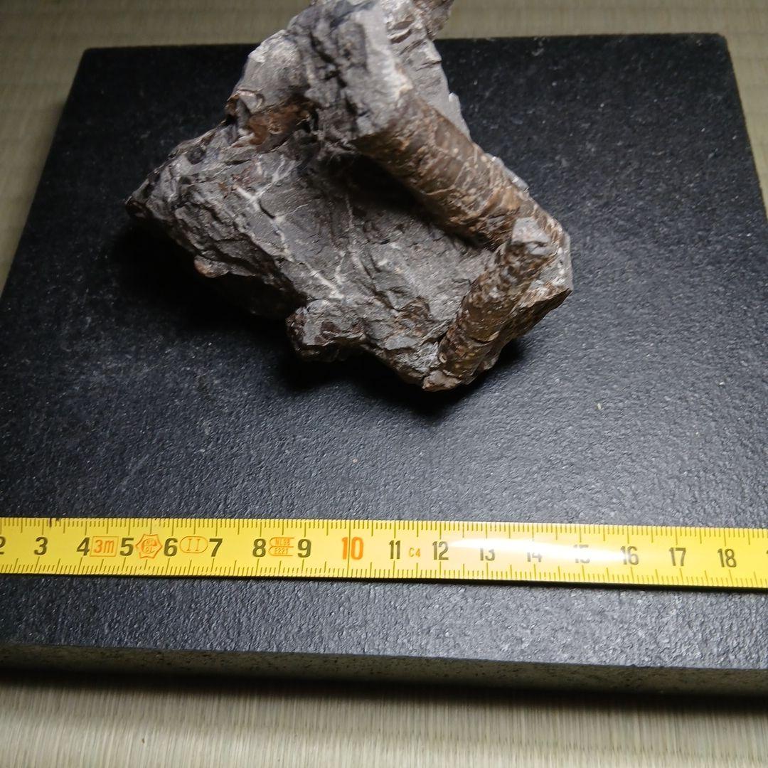 北海道産白亜紀集合化石