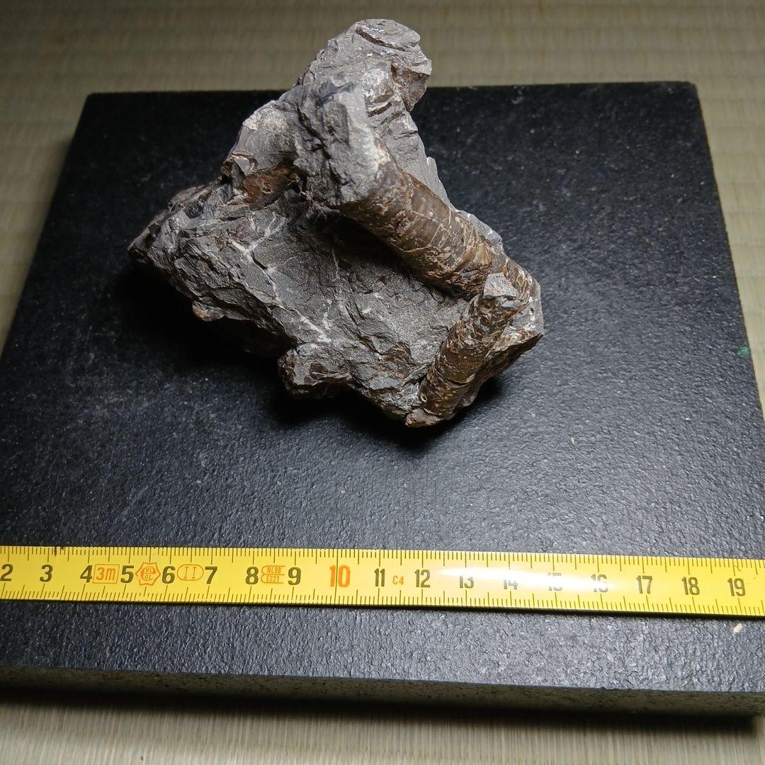 北海道産白亜紀集合化石