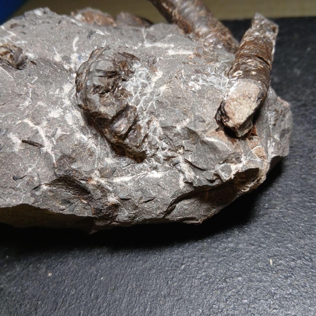 北海道産白亜紀集合化石