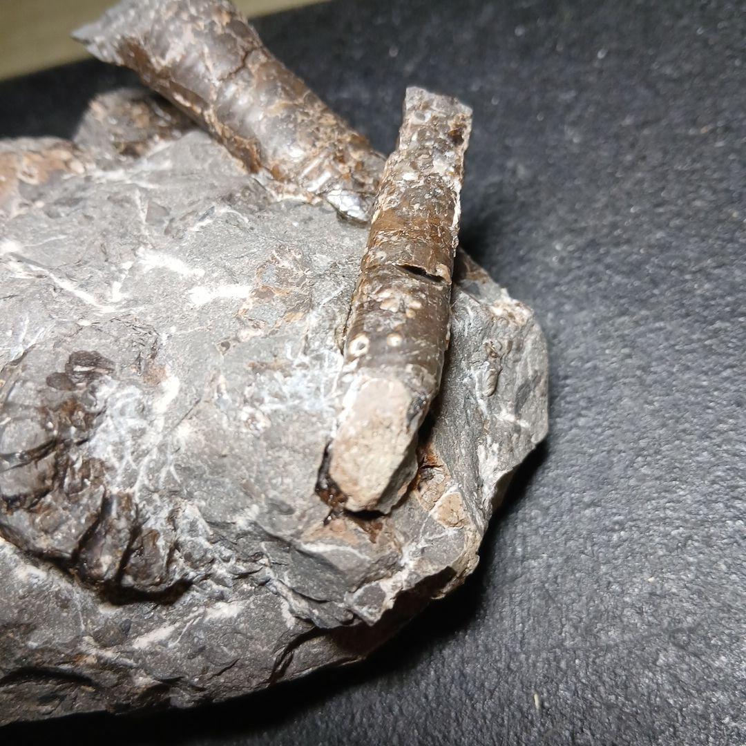 北海道産白亜紀集合化石