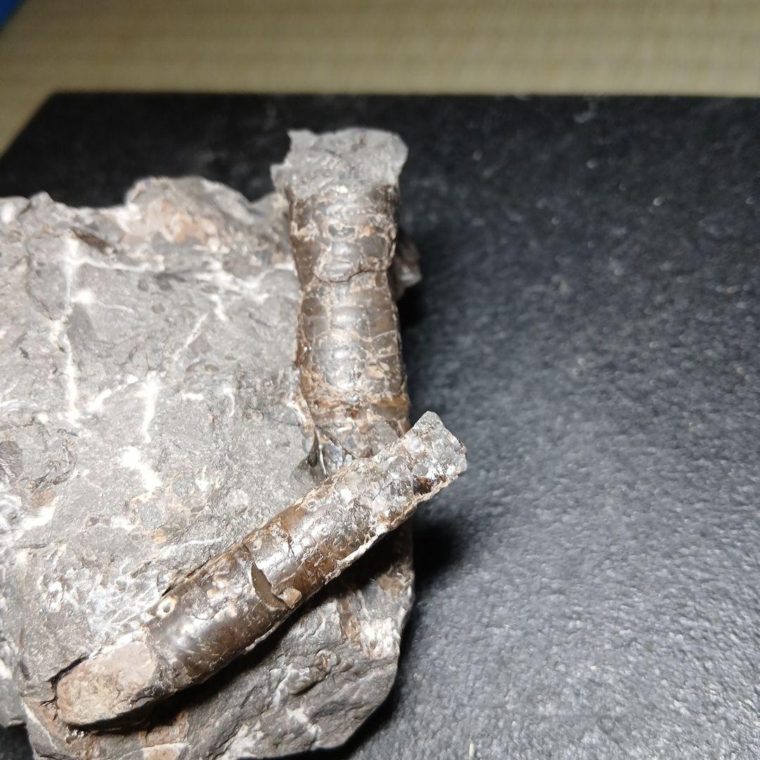 北海道産白亜紀集合化石