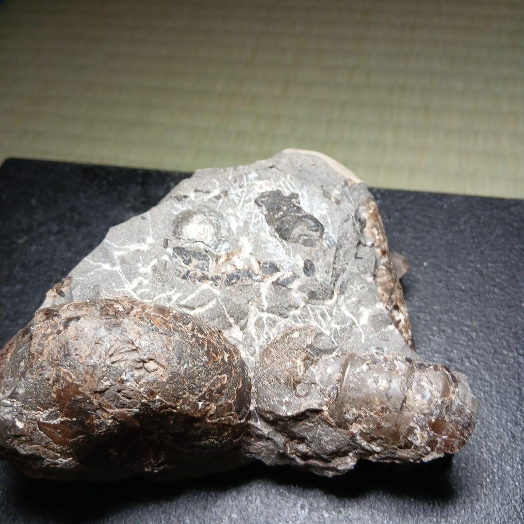 北海道産白亜紀集合化石