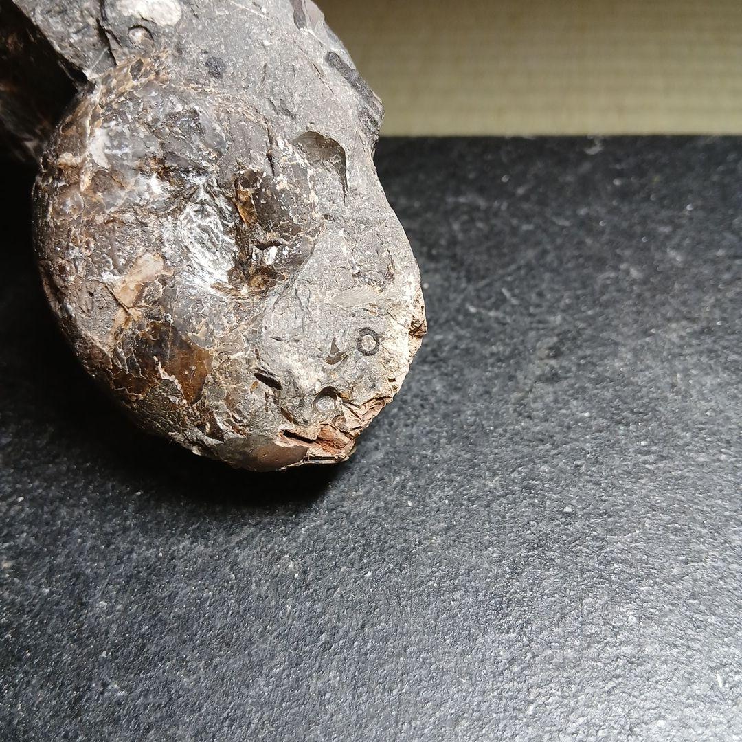 北海道産白亜紀集合化石