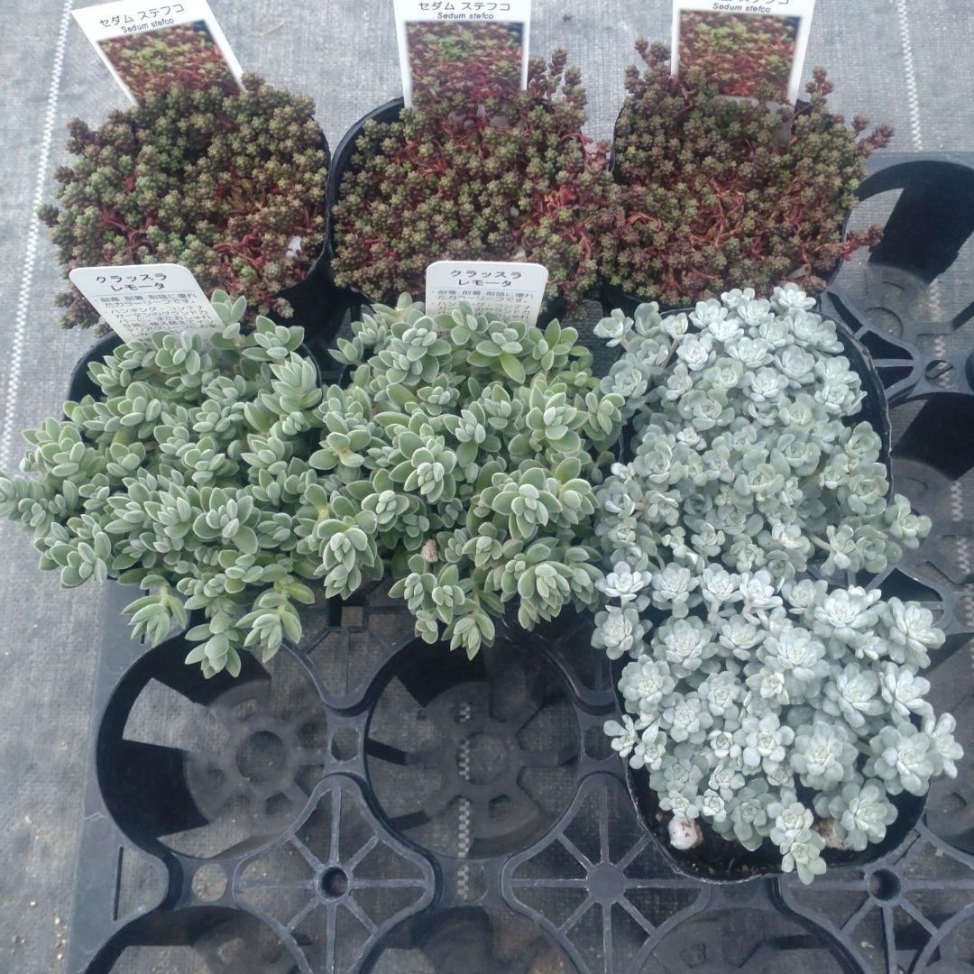 てふてふさん専用