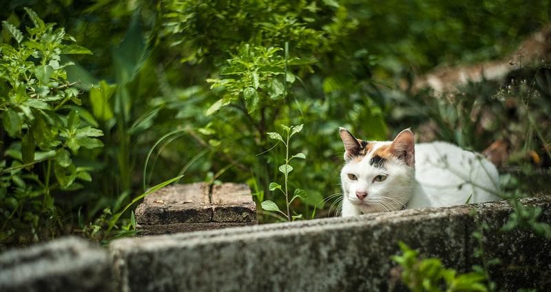 32　ヘリオス　44-2ぐるぐるボケレンズ メタル製フード付