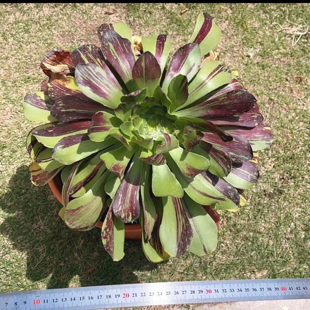 72#多肉植物アエオニウム錦❤️voodooのbigbang❤️1大頭38cm拔き苗