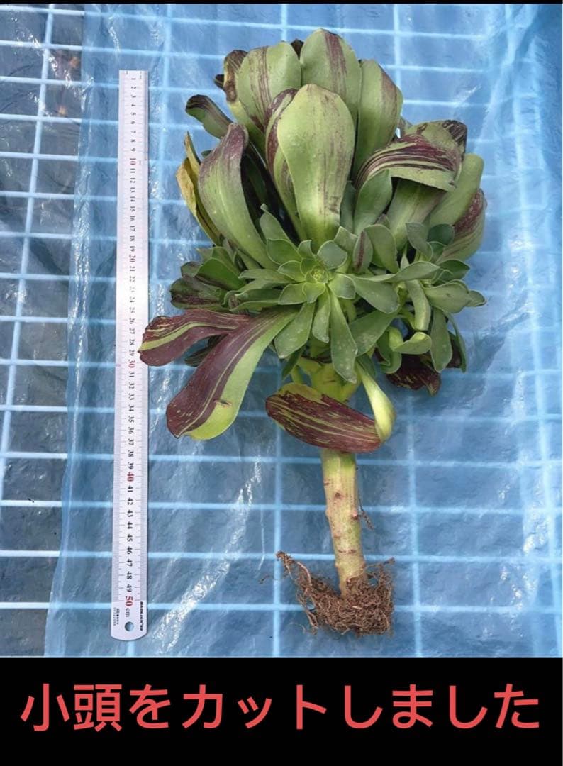 72#多肉植物アエオニウム錦❤️voodooのbigbang❤️1大頭38cm拔き苗