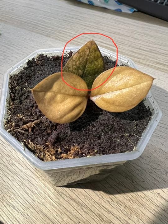 在庫なし。黒いザミオクルカス　斑入り