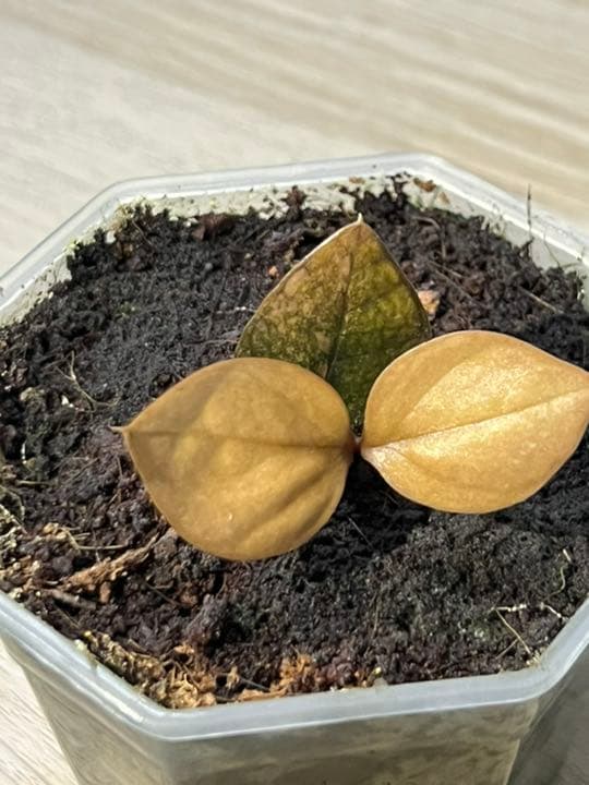 在庫なし。黒いザミオクルカス　斑入り