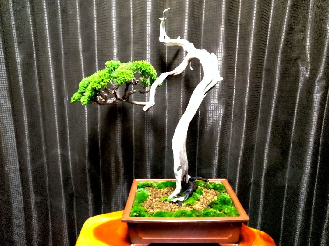 【中品　 糸魚川真柏栽】 　　　☆ 樹齢100年超 明星山採取