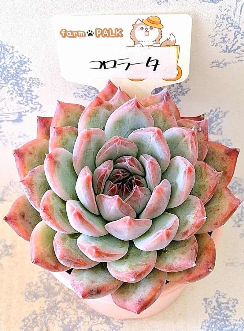 コロラータ札付きポットごとメルカリ便ファームパルクさん苗