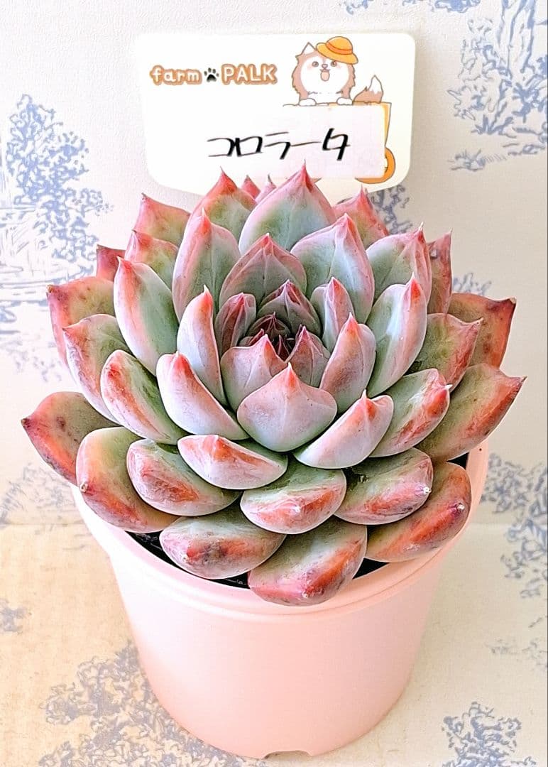 コロラータ札付きポットごとメルカリ便ファームパルクさん苗