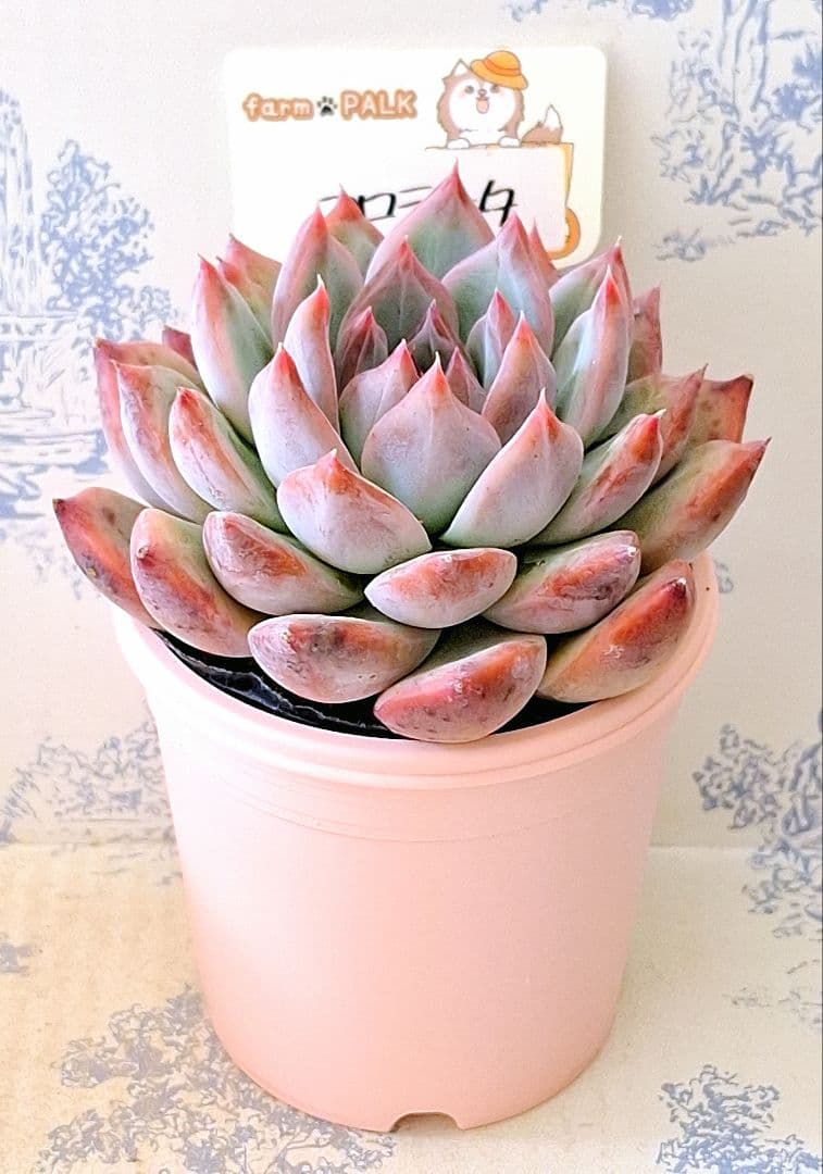 コロラータ札付きポットごとメルカリ便ファームパルクさん苗